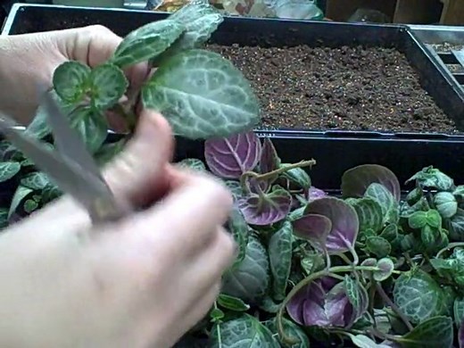 How to Propagate Plectranthus Emerald Lace