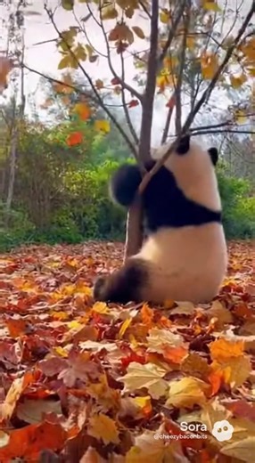 Tree might be too small #panda #animals #outdoors #fypシ #cheezybacon