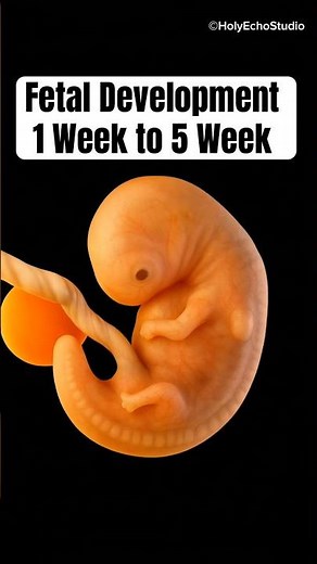 Week 1–5 Fetal Development Stages Animation | Early Pregnancy Baby Growth