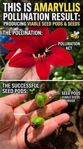 Amaryllis Propagation Journey: From Bloom to Hand-Pollinated Seeds!