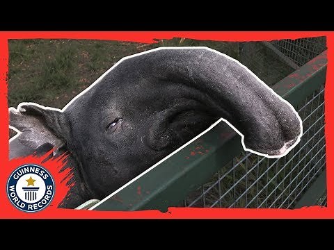 Kingut: The oldest tapir in the world! - Guinness World Records