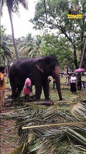 Elephant Parade Festival Moment - Kyaukse Elephant Festival Moment #festival #elephants #amazing