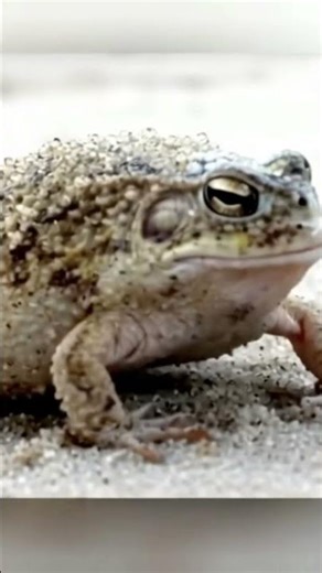 Best camouflage ever!🤯 Watch this Sand Frog shake off its sandy disguise! Desert survivor!🏜️🐸#Shorts