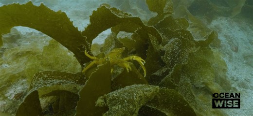The crucial role of kelp in restoring ocean health - The Weather Network