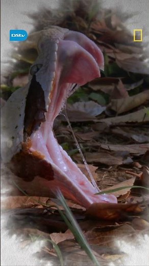Enter the Strike Zone | Snakemania | Nat Geo Wild