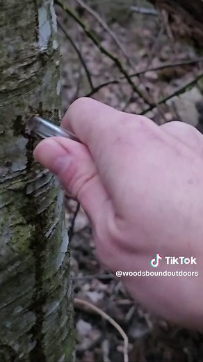 Tapping Maple Trees for Delicious Syrup | Step-by-Step Guide