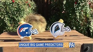 4.1K views · 124 reactions | Hey there, GOOD MORNING, PA! in Harrisburg, Pennsylvania -- groundhogs aren't the only ones making predictions! | "Teddy Bear" the Porcupine | Facebook