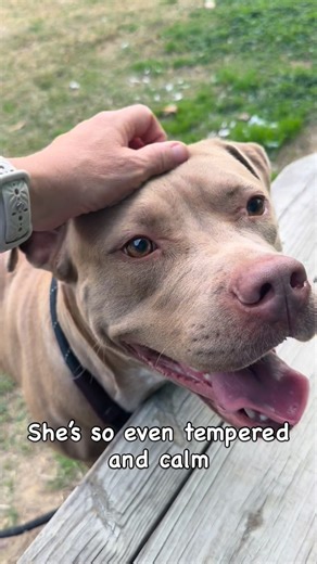 Voices For Carolina Animals on Instagram: "Vivian is urgent ! ‼️ Vivian is spayed and heartworm negative ! 11/17- Vivian was such a perfect lady meeting Santa last week! She is incredible 🩷 Calm and collected, it’s hard to understand how someone isn’t missing this girl something fierce. She seems to have had a litter or two in the past. Most likely used to make a quick buck, and then discarded as if she didn’t even exist. A scenario we see far too often. We really want to rewrite the script wit