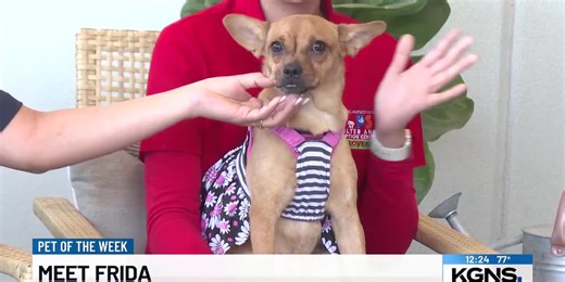 Pet of the Week: Meet Frida, the Pug-Chihuahua mix!