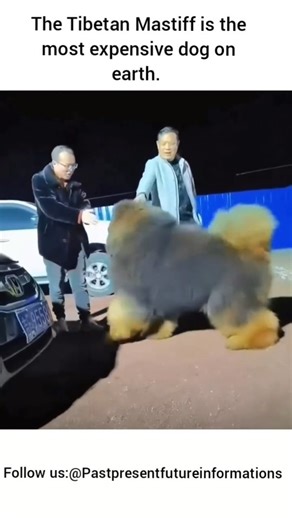 pastpresentfutureinformations on Instagram: "The Tibetan Mastiff is the most expensive dog on earth, with elite bloodlines routinely selling for over $250,000 — and this one was famously auctioned for over $1M during China’s luxury pet boom. This exact footage was filmed shortly after the Zhejiang Luxury Pet Fair, where a Chinese real-estate developer purchased this pure blood Tibetan Mastiff for over $1M in a single bid — instantly making it a global hit. Annual upkeep — imported meat diets, pr