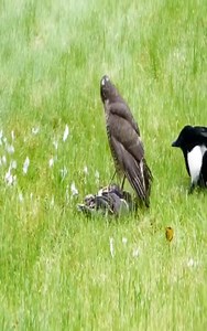 1.8M views · 8.4K reactions | Hawk fight bite attacks with Pigeon | Hugh Best | Facebook