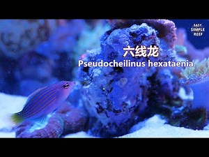 六线龙（六线狐）Pseudocheilinus hexataenia 4K🆕🆙🎉