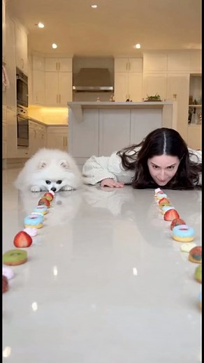 5.5K views | Cute dog vs cute girl eating challenge who WIN? #dog, #dogs, #dogsoftiktok, #dogreels, #funnydog, #dogchallenge, #foodchallenge, #taco, #tacos, #foodrace, #race, #speed, #viral, #fyp, #funnyvideo, #canecorso, #doglover, #petsoftiktok, #pets, #dogeating, #foodvideos, #challenge, #trending, #trend, #comedy, #lol, #cute, #cutedog, #viralvideo, Produced using creative tools. #funnyanimals | Funzilla2 | Facebook