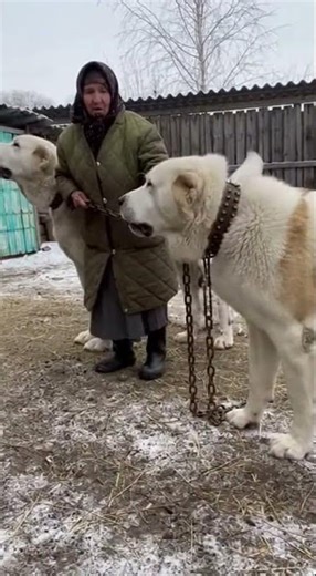 The Biggest Dog in Russia