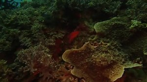 Coral Reef Underwater Ocean Grouper Fish Nature Aquatic Life Swimming