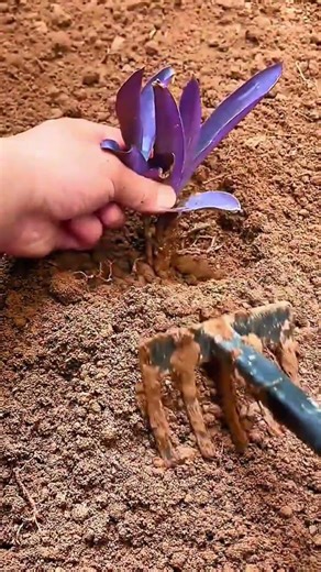 planting a purple succulent into the brown soil using a small garden rake for landscaping activity