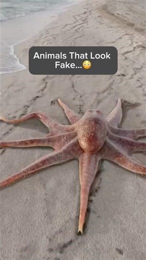 Animals That Look Fake…😳 #nature #animals #didyouknow