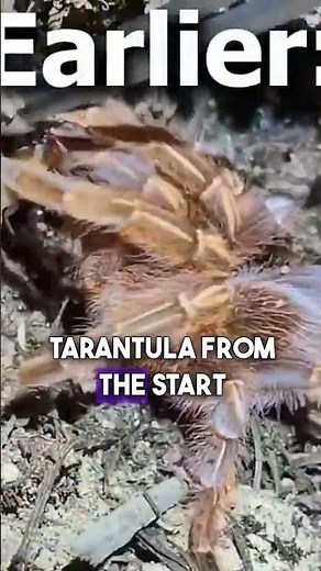 Wolf Spider’s Brutal Hunting Skills (Original Clip by TerraGreen)