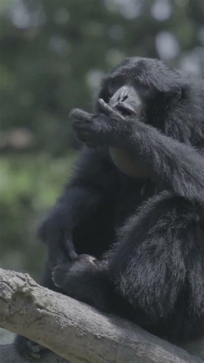 Chimpanzees Make WEAPONS — And Use Them to Hunt 🐒