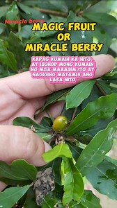 Magic fruit or miracle berry #magic #MagicFruit #miracle #miracleberry #benefits #fruits #amazingfruit #viralreels #fbreels #fbreelsvideo #reelsvideo #followmyreels #fypシ゚viralシ #highlights #follower #everyone #Philippines | Renz Kenneth Salbino