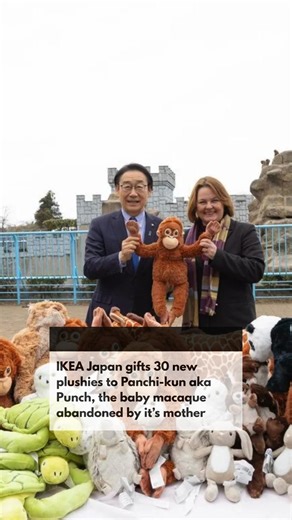 イケア・ジャパン (IKEA Japan) has gifted 30 brand-new plush toys to Panchi-kun, also known as Punch - the baby macaque who was abandoned by his mother and has since captured hearts online. The soft toys, reportedly from IKEA’s popular children’s collection, are being used to provide comfort and emotional enrichment for the young macaque as caretakers support his development. Animal care experts often use plush companions to help orphaned animals feel secure, reduce stress, and encourage healthy behavior