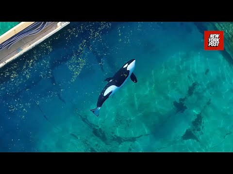 Orcas abandoned in shuttered marine park filmed in algae-infested pool months after closure