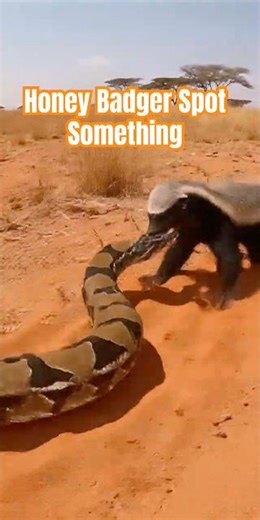A Honey Badger Looked Inside — A Python Exploded Out