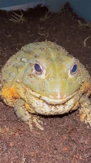 PIXIE FROGS! The THICCEST frogs in nature💀😭