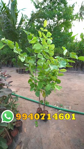 Semmaram sm gardening 99407 14601 WhatsApp Me 99407 14601 Location: SM GARDENING வடமழை மணக்காடு மேற்கு -பிள்ளையார்குளம் பேருந்து நிறுத்தம் அருகில். வேதாரண்யம் (வட்டம்) நாகப்பட்டினம், (மாவட்டம்)614716 | Sm gardening-