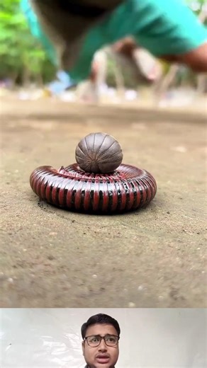 Don't make a sound, cute millipede and cute pill millipede are sleeping soundly#shorts