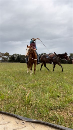 Cosmo doing the hard yards 😉 while getting Ruby ready for her 1st working equitation comp. If this is a discipline that interests you head down to the Denison rec reserve Nov 8th to see all types of riders giving it a go. #forhoovesandpaws | Rachel Robinson