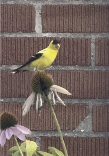 The American Goldfinch (Spinus tristis) is a small, vibrant songbird known for its bright yellow plumage in the summer, especially the males, and its distinctive undulating flight pattern. They are common across North America, found in a variety of habitats like old fields, forest edges, and even urban areas. They are primarily seed-eaters, with a preference for thistle and sunflower seeds. The ones around here love coneflowers too!! #goldfinch #bird #birdwatching #ohio #🌸