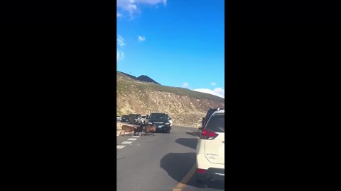 Sheep jumps over 'invisible object' - rest of herd follow suit