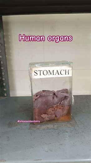 Human organs#humanbody #humanorgan #anatomy #dissection #medical#students #medicalstudent #education