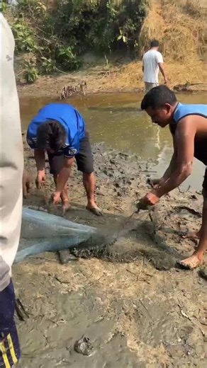 Pond fishing #Cast net in pond #तालाब से मछली पकड़ना #Great fishing #Net fishing #जाल से मछली पकड़ना