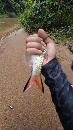 11K views · 252 reactions | Musim hujan banyak dapat ikan yang berkeputihan ... #lekcurut #setup2lancarrr #fishing | Alif Fitry | Facebook