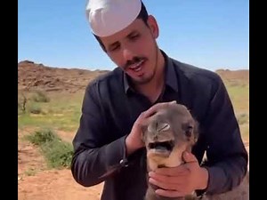 Camel being stroked and screaming