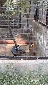 California Quails Lost in Their Own Little World