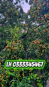 Táo tàu càng trồng càng sai quả | Nhà Vườn Thiệp Hường