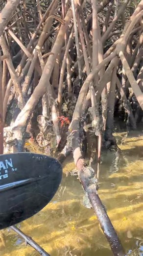 Meet the red mangrove crab — perfectly camouflaged among the tangled roots of the mangroves! These little crustaceans play a big role in keeping the mangrove ecosystem healthy by recycling leaf litter and aerating the soil. They may be shy, but without them, the mangroves wouldn’t thrive as they do! 💚#getupandgokayaking #jupiterflorida #loveflorida #mangrovemagic #mangrovecrab #ecotour | Get Up And Go Kayaking - Jupiter