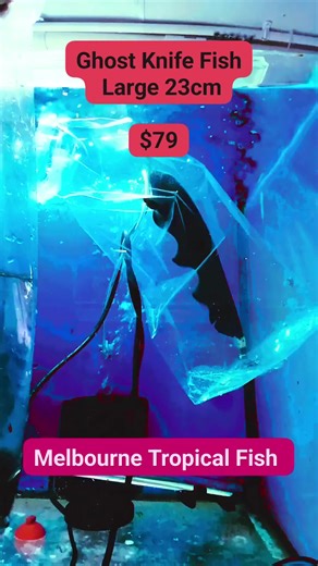 1.4K views | ⚡ “THE GHOST KNIFE HAS ARRIVED.” ⚡ Silent. Slick. Absolutely stunning. The Ghost Knife Fish isn’t just another fish — it’s the phantom of the aquarium world.  22cm of pure elegance for just $79.  See Dave today before they disappear again.  Factory 2, 41–43 Sinclair Road, Dandenong VIC 3175  Melbourne Tropical Fish | Melbourne Tropical Fish | Facebook