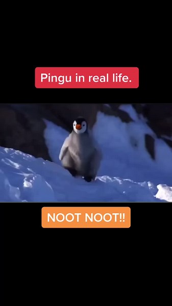 Exploring Noot Noot: Pingu's Real-Life Adventures