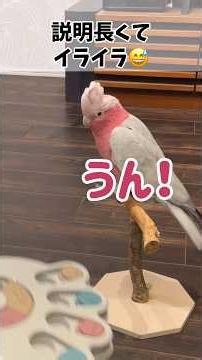 【ニトリの犬用知育玩具に再挑戦！】秒殺クリアするモモイロインコって天才？！【おしゃべりオウム】
