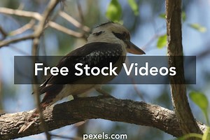 Tree Rat Videos, Download The BEST Free 4k Stock Video Footage & Tree Rat HD Video Clips