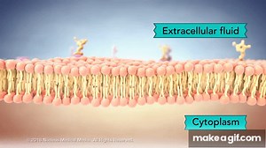 Structure of the Cell Membrane on Make a GIF