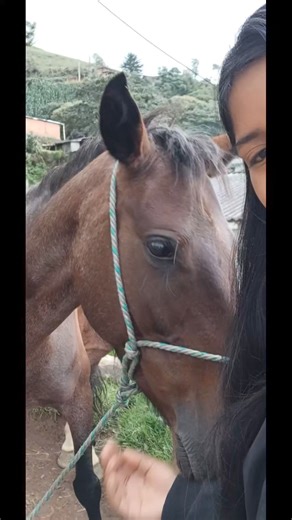 Caballos 🐎 criollos #landscapes #love #virals #nature #paisaje #painting #reelsviralシ #viralreels #caballos | Deicy y sus aventuras