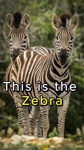 Zebra 🦓 The Striped Survivor of the Savannah | Amazing Animal Facts #animals #shorts #zebra