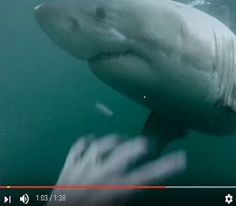 8 Fake Viral Videos That Fooled The World