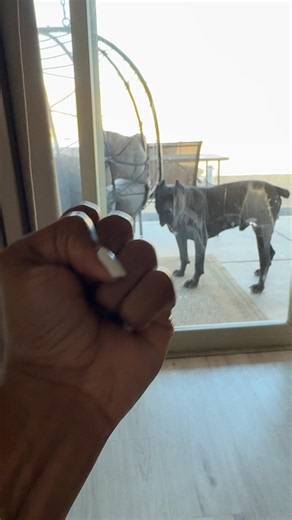 I think he found a bug 😩 Anyway, so how’s your Saturday morning? 😂 #raisingbane #banethedog