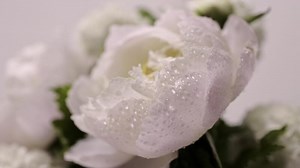 Beautiful flowers bouquet background. Blooming peony close-up with water drops, morning dew. Wedding backdrop, Valentine's Day concept. Blossom, flower. Macro shot